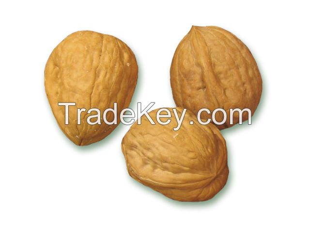 Walnut in shell