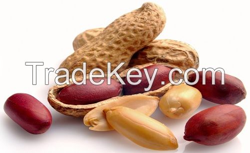 PEANUTS OR GROUNDNUT