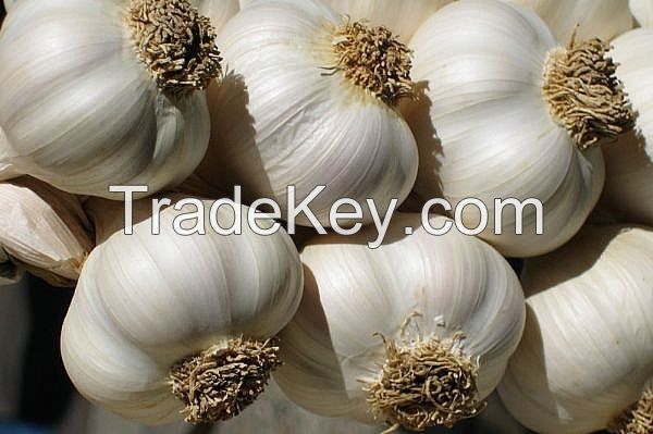 White Garlic