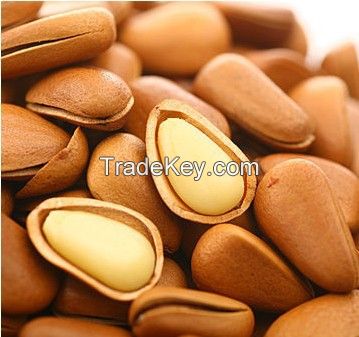 High quality Pine Nuts for sale 