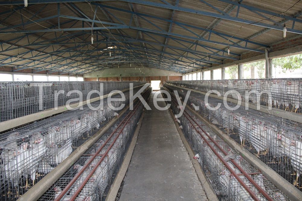 chicks cage system