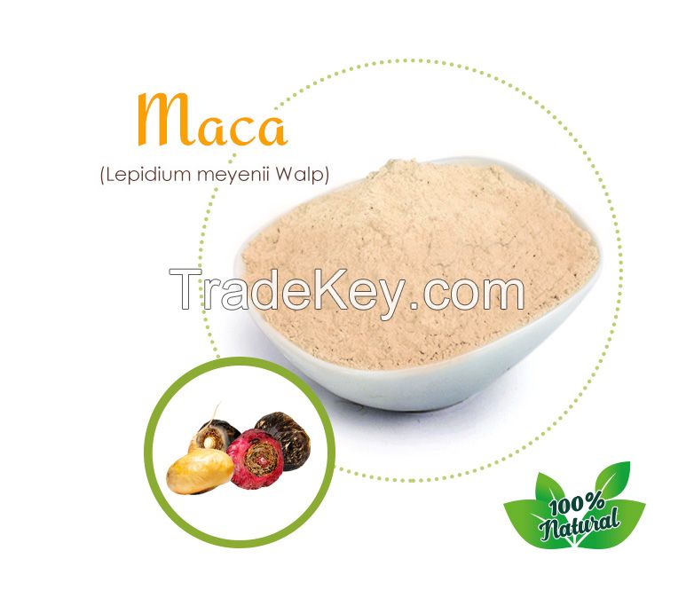 MACA