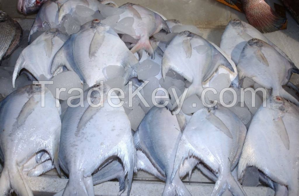 Whole Round Frozen Golden/Black/silver Pomfret Fish