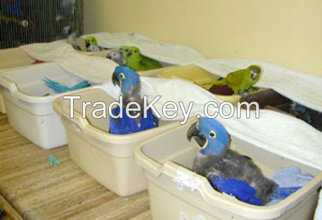 Birds Eggs, Parrots Eggs, Fertile Hatching Parrot Eggs Available For Sale