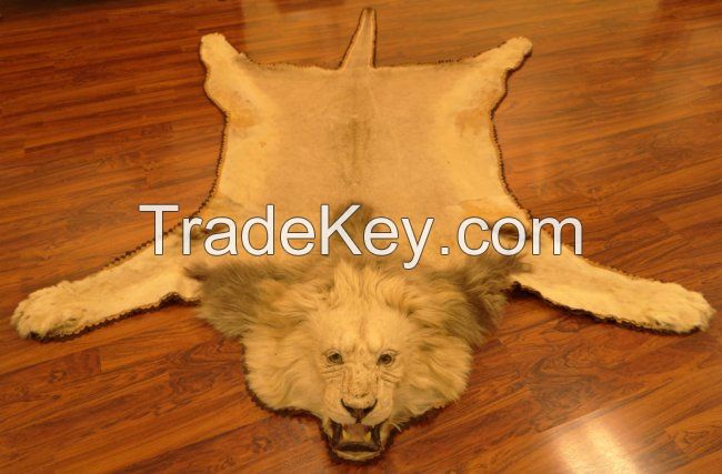 Lion skin