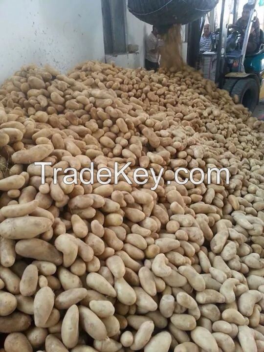 Fresh Potatoes 