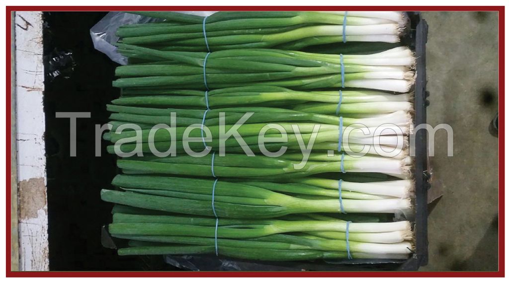 Spring Onion