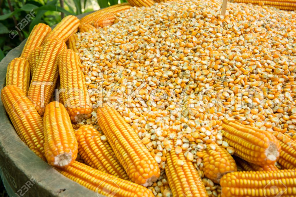 Yellow Corn/Maize for Animal Feed