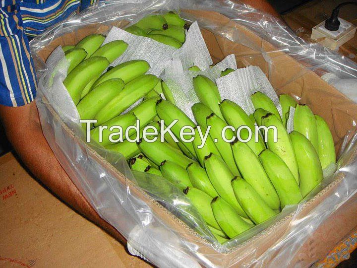 ECUADOR CLASS A GREEN CAVENDISH BANANAS