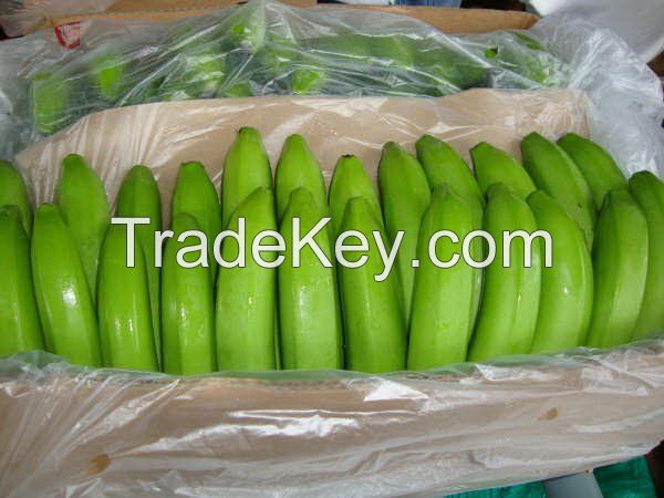 ECUADOR CLASS A GREEN CAVENDISH BANANAS