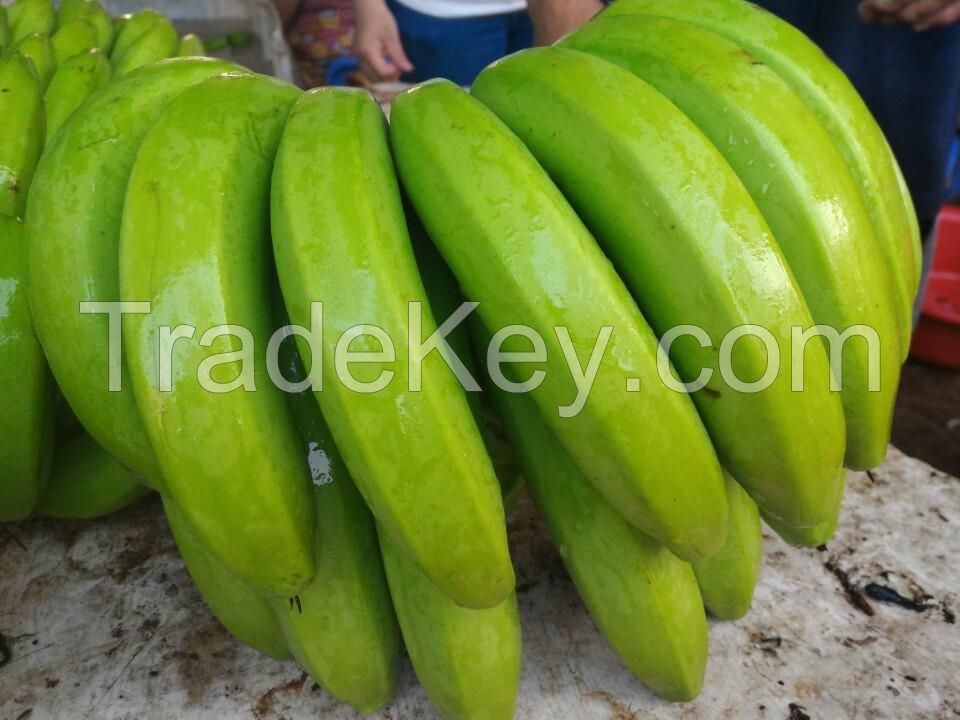 ECUADOR CLASS A GREEN CAVENDISH BANANAS