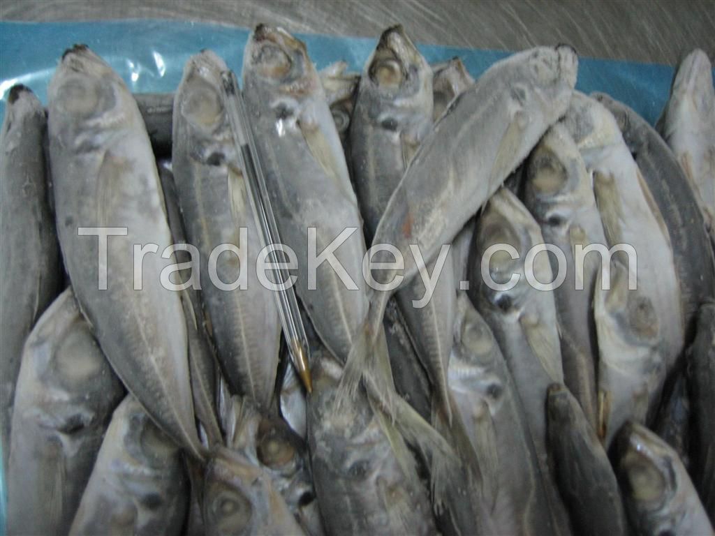 Frozen Horse Mackerel Whole Round