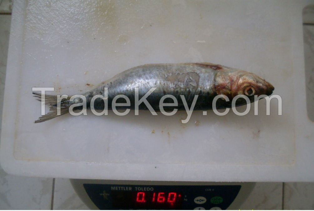 FROZEN SARDINES for bait