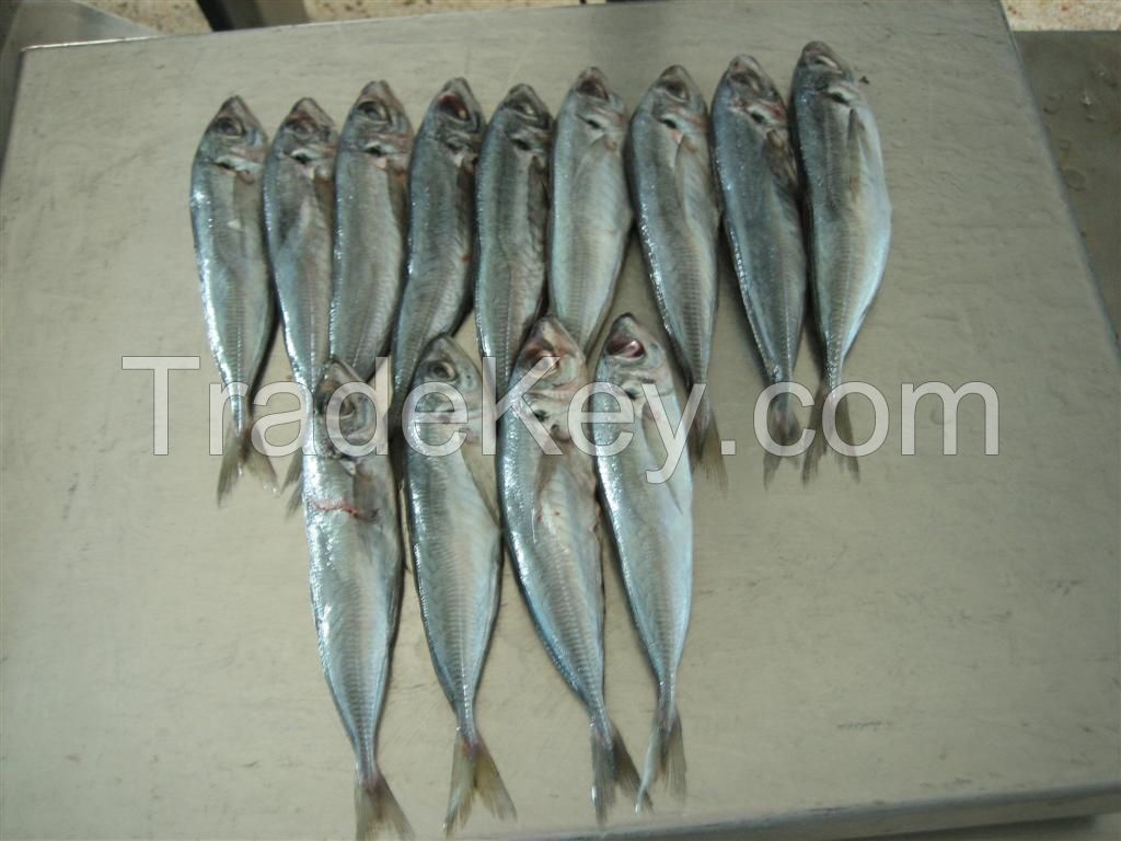 Frozen Horse Mackerel Whole Round