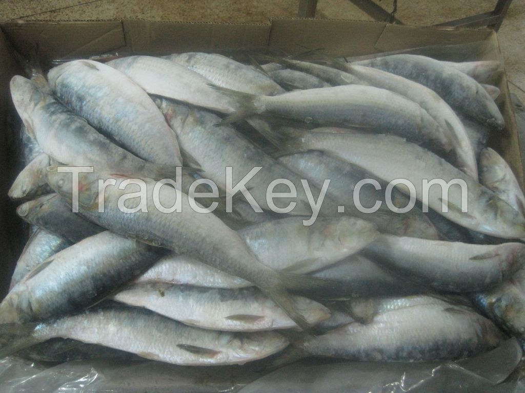 FROZEN SARDINES PILCHARDUS HGT