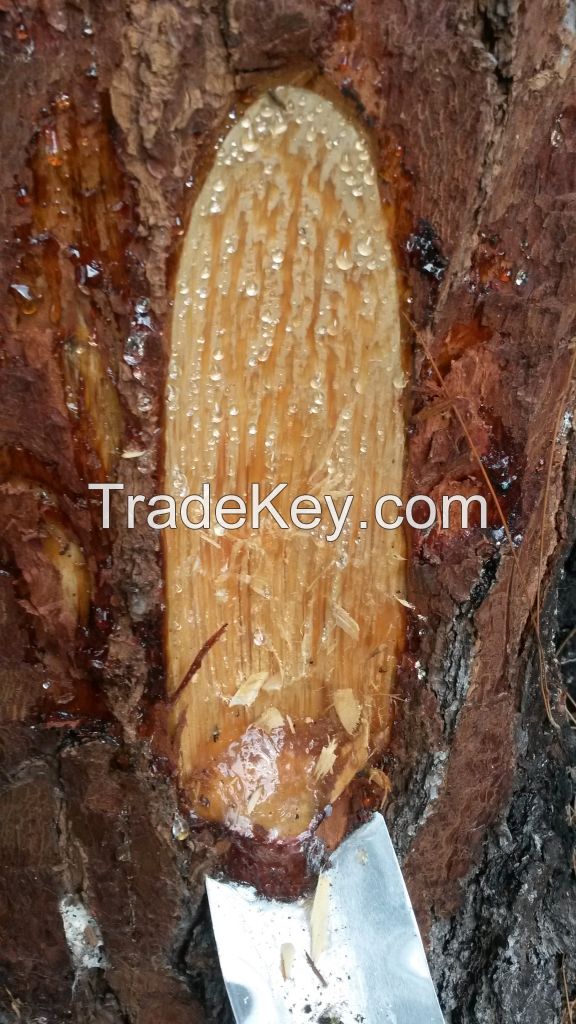 Oleo Pine Resin