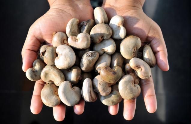 Raw Cashew Nuts