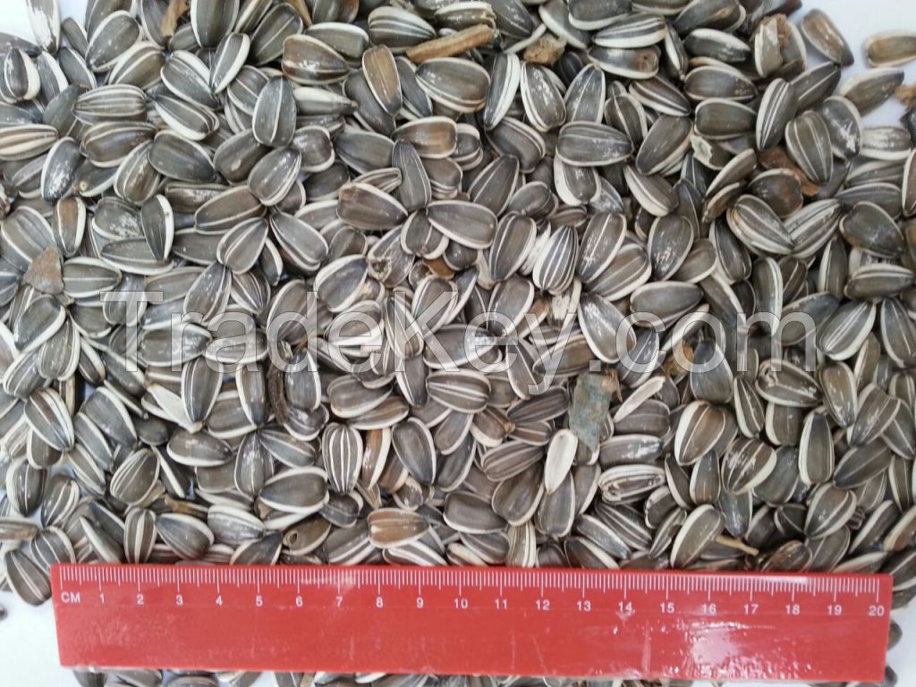 Sunflower seeds