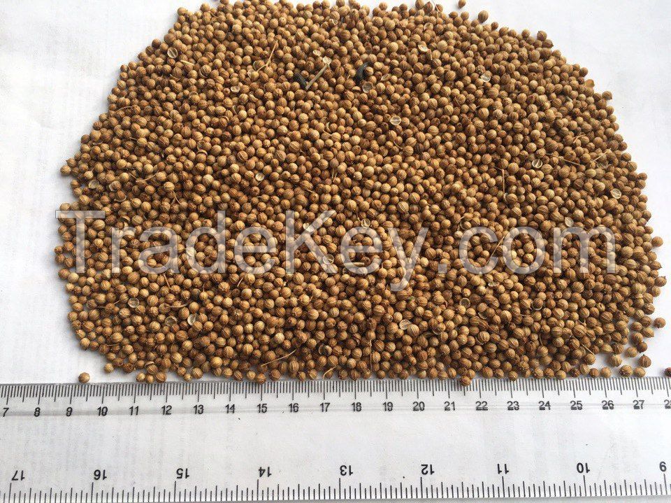 Coriander Seeds