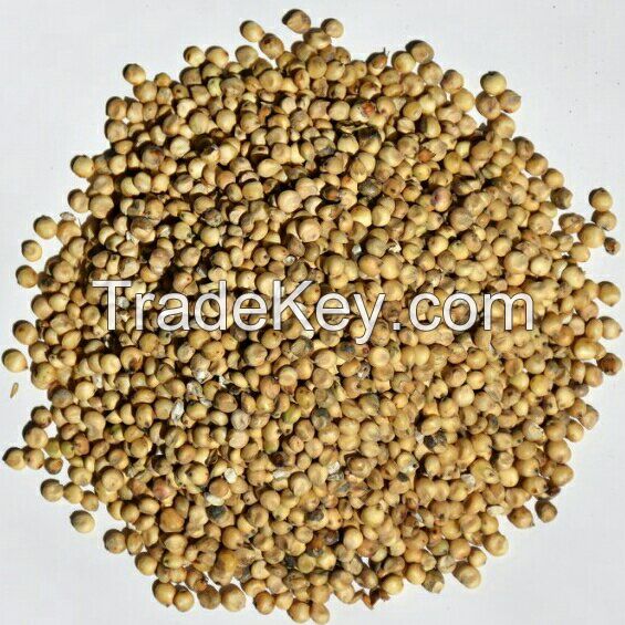 Sorghum 