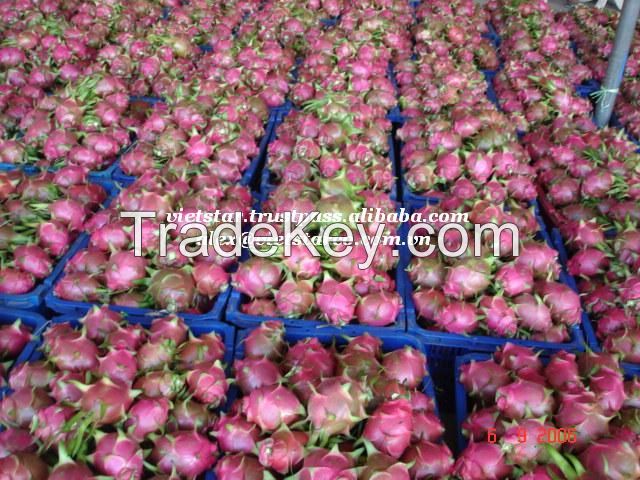 Vietnam Dragon fruit for sale