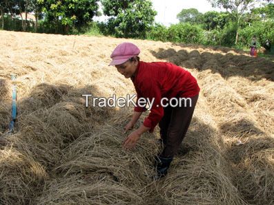 Canned Straw Mushroom Whole or Half Straw Mushroom Season