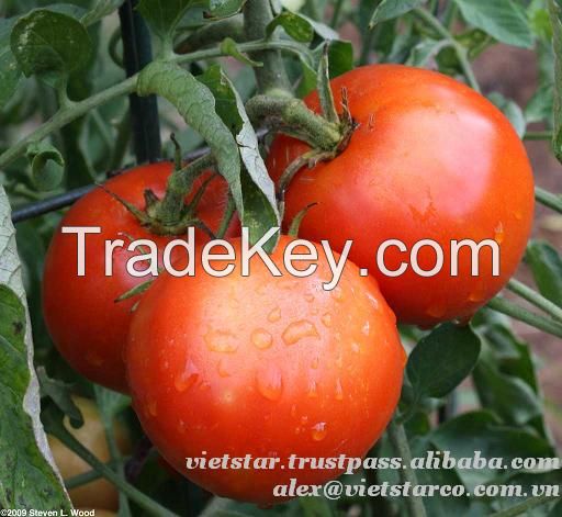 fresh green/red tomato wholesale price