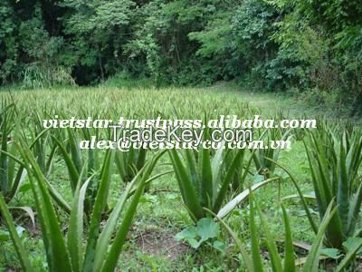 Vietnam Fresh Aloe Vera Fruit/Juice