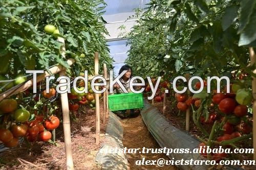 fresh green/red tomato wholesale price