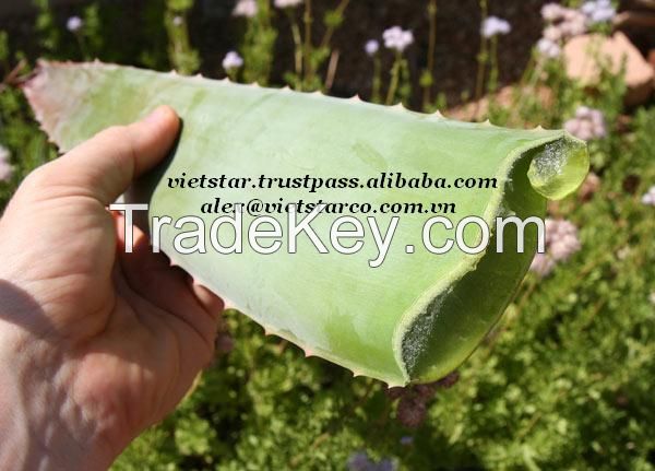 Vietnam Fresh Aloe Vera Fruit/Juice