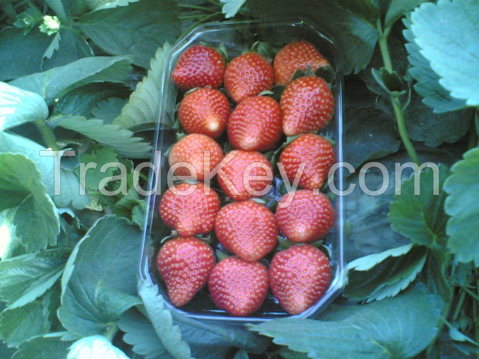 Egyptian Fresh Strawberry for sale