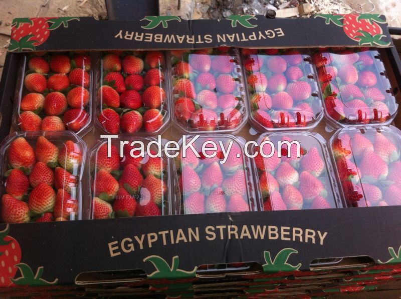 Egyptian Fresh Strawberry for sale