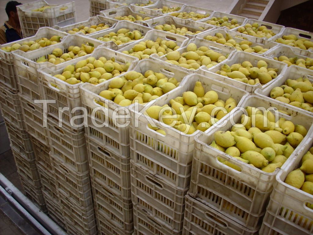 Egyptian Fresh Lime for sale