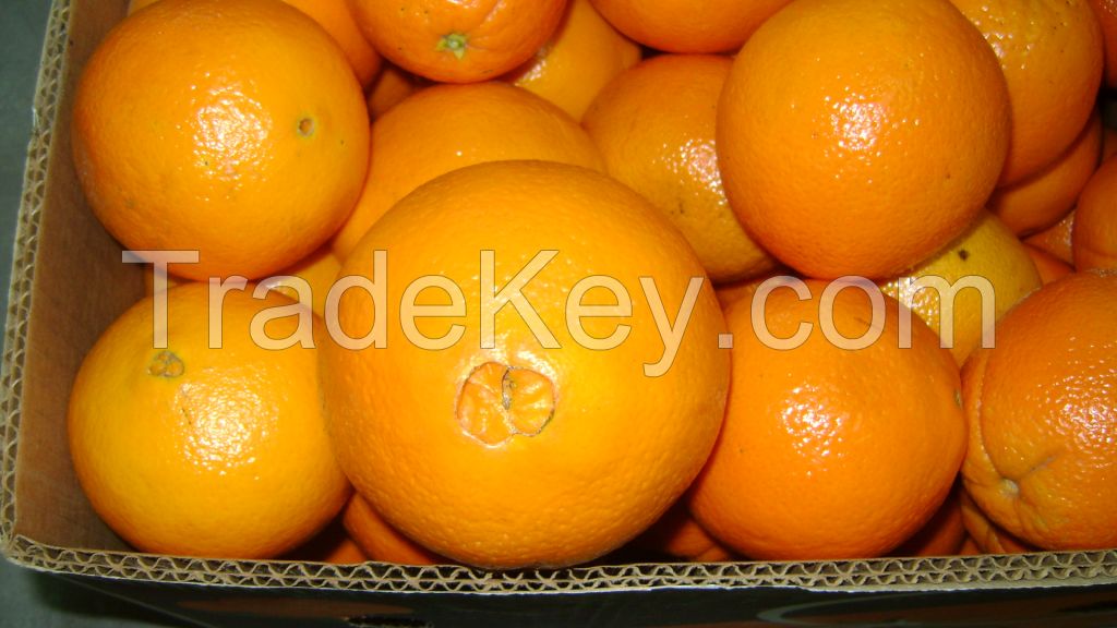 Fresh Navel Orange for sale