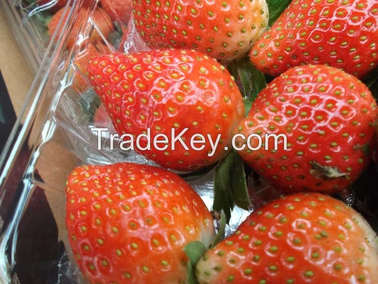 Fresh Strawberry