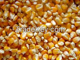 Dried corn yellow maize for animal feed