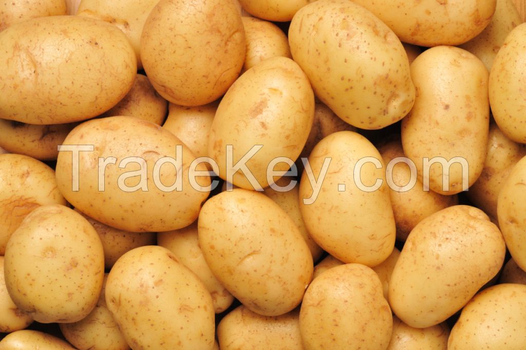 High Quality Potatoes For Export (Bintje And Challenger)