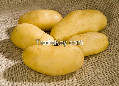 High Quality Fresh Challenger Potatoes For Export