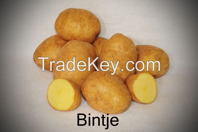 High Quality Bintje Potatoes For Export