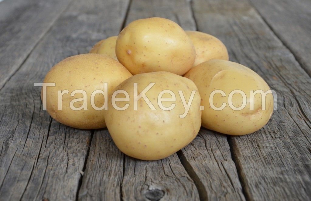 Super Quality Melody Potatoes For Export