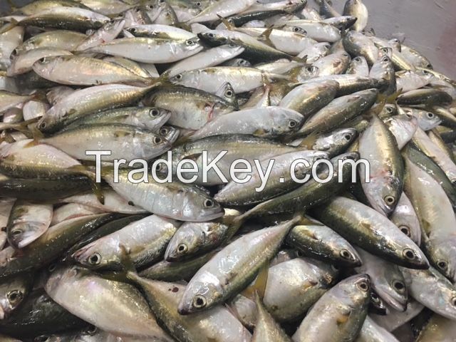 INDIAN MACKEREL