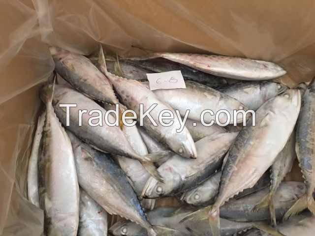 INDIAN MACKEREL