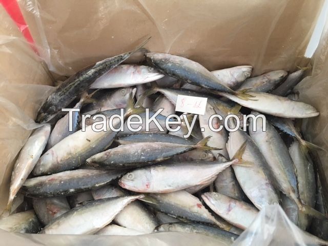 INDIAN MACKEREL