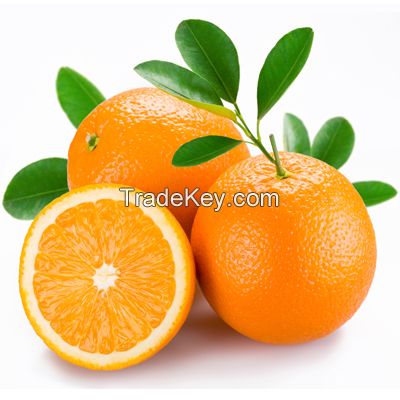 Fresh Valencia and Naval Oranges