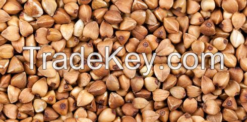 Buckwheat