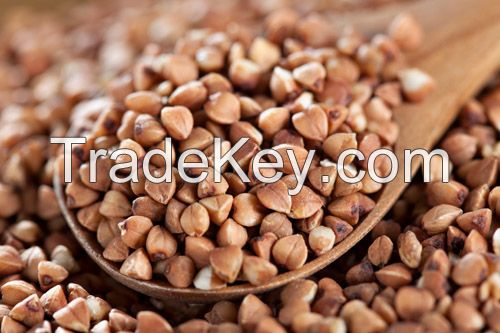 Buckwheat