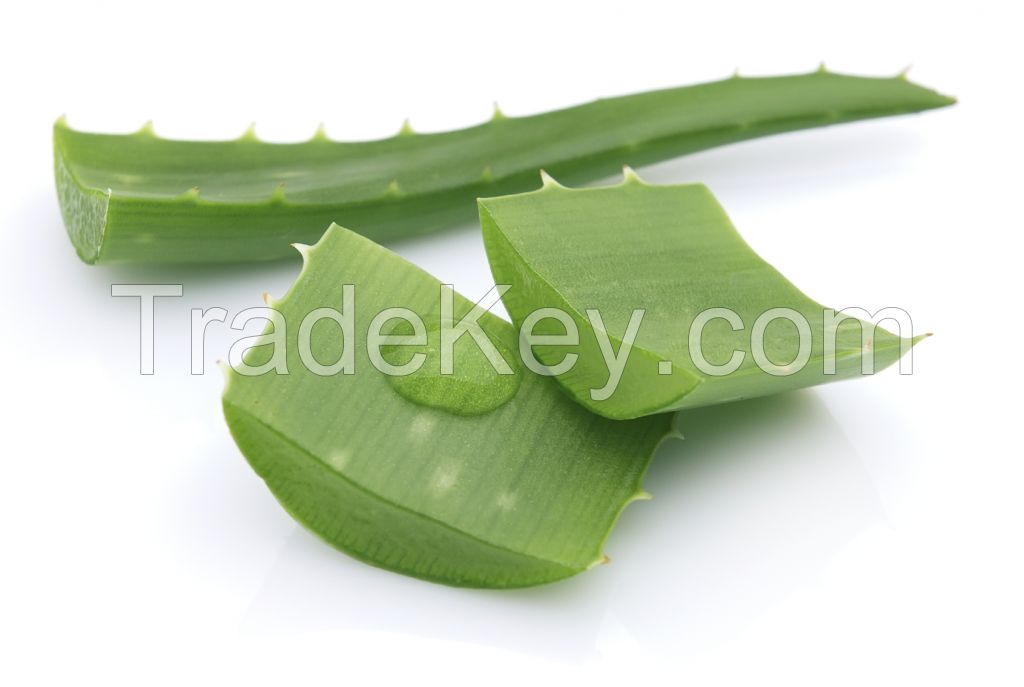 Aloe Vera Frozen Fillet