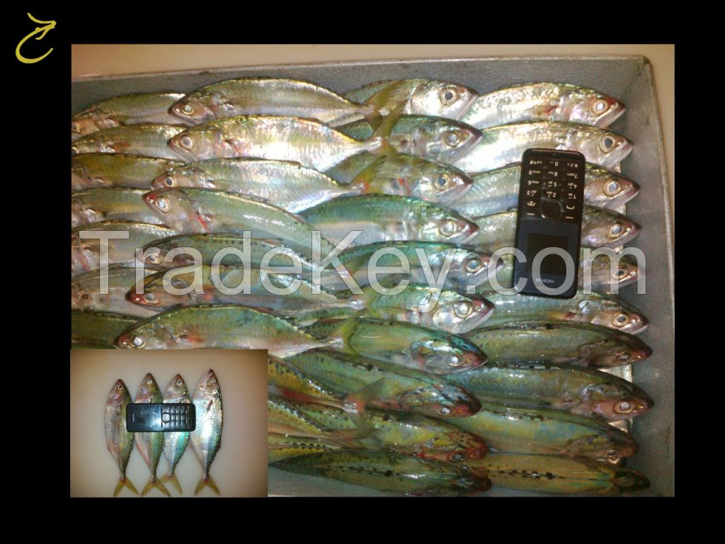 Ribbon Fish, Spotted Spanish Mackerel, Indian Mackerel, Loligo from Indonesia