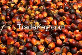 Palm Kernel