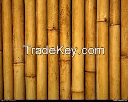 Bamboo Sticks